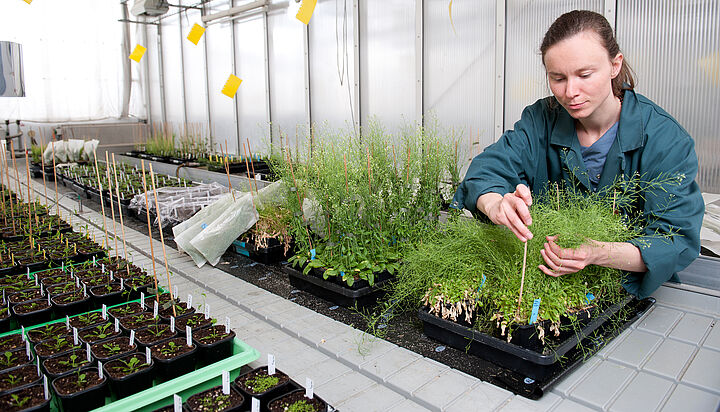 a botanical researcher working in the lab