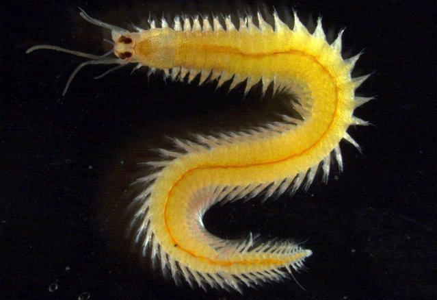 Picture of a marine bristleworm.