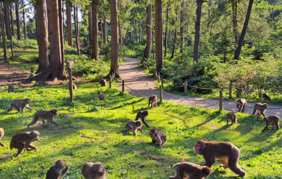 Foto von Affen in einem Wald am Affenberg