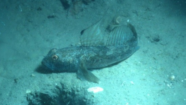 Bild einer Schwarzgrundel.