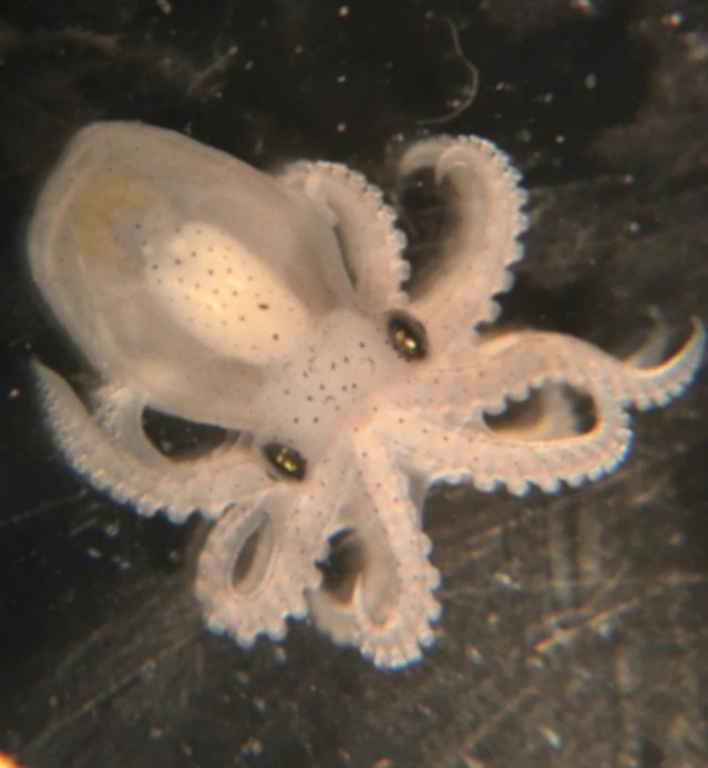 Baby-Oktopus mit transparentem Körper und acht Armen auf dunklem Grund.