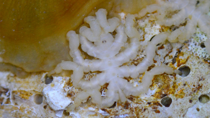 Pycnogonum litorale, adult male feeding on a sea anemone.
