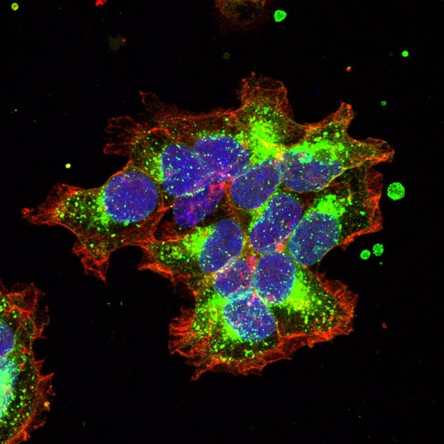 Picture of a cluster of cells, which were used for the experiments.