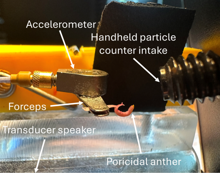 Bild des Experimentaufbaus zum künstlichen Vibrieren einzelner Staubblätter mit synthetisierten Bienenvibrationen um die Funktion der spatelförmigen Poren zu testen.