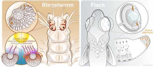 Picture of the comparison of the positioning of the stem cell zones of bristle worm eyes and fish eyes.