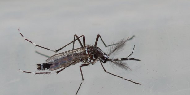 Bild einer Tigermücke.