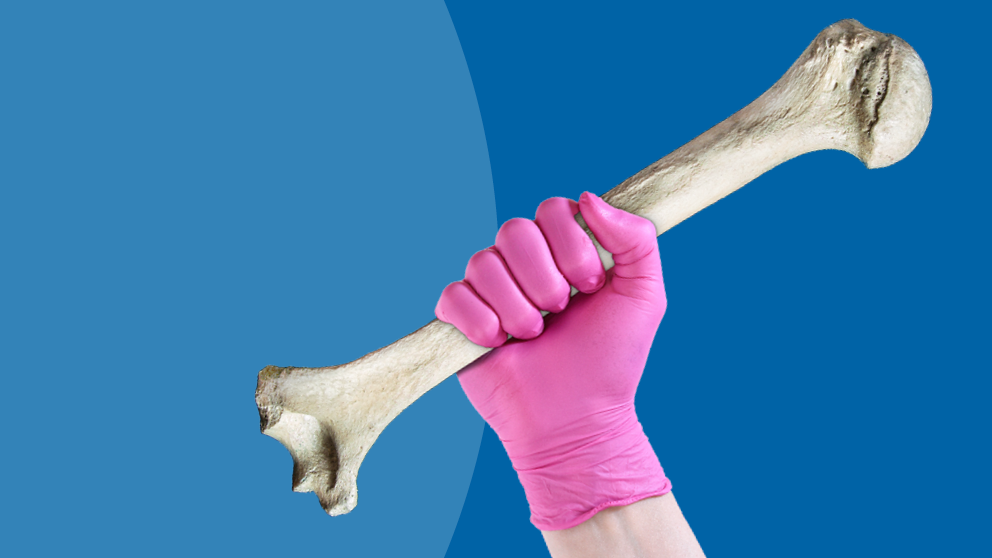 Hand with pink glove on holding a human bone. the background of the picture is blue