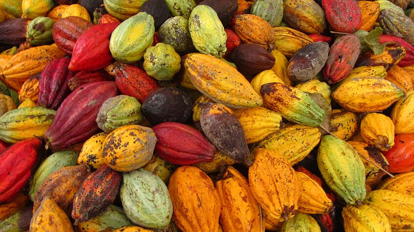 Foto von geernteten Kakaofrüchten