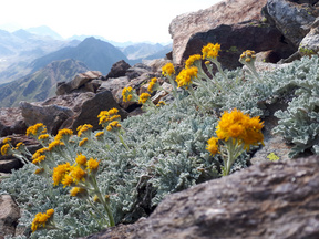 Bild von Senecio leucophyllus (Weißblättriges Greiskraut) in den Pyrenäen.