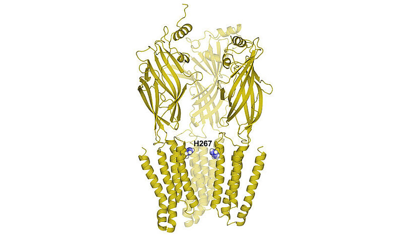 Kristallstruktur der Protonensensoren. Eine einzelne Aminosäure (Histidin in Position 267) spielt eine entscheidende Rolle bei Detektion von Veränderungen im pH Wert.