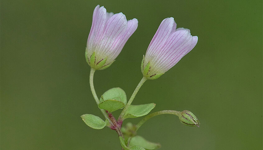 Zarter Gauchheil (Lysimachia tenella). Eine zarte Pflanze mit lila, aufrechter, glockenförmiger Blüte.