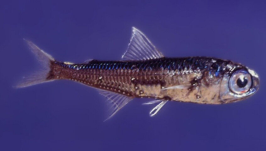 © Francesco Costa via Wikipedia A silvery fish