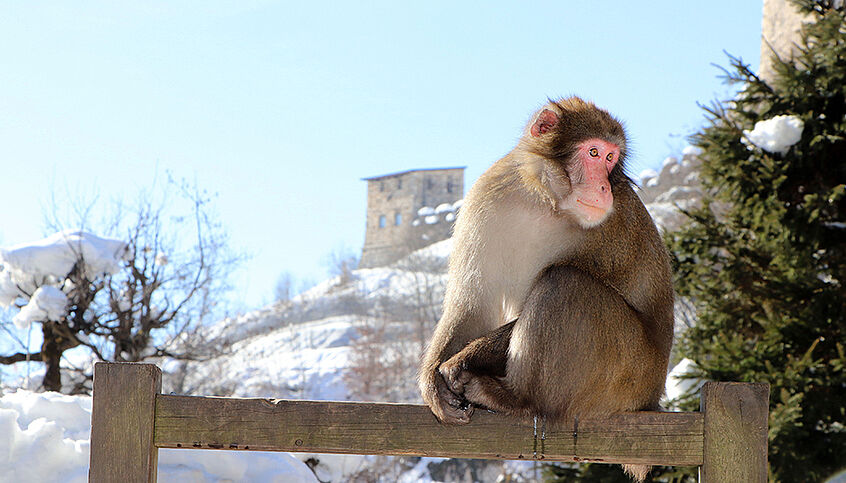 © Manfred J. Schusser Ein Makake sitzt auf einem Holzzaun im Winter. Im Hintergrund ist eine Burg zu sehen.