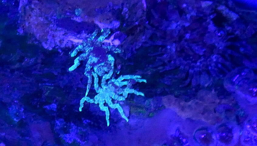Zwei erwachsene Individuen der Asselspinne P. litorale. Bei Beleuchtung mit einer UV-Lichtquelle fluoreszieren die Tiere hellblau.