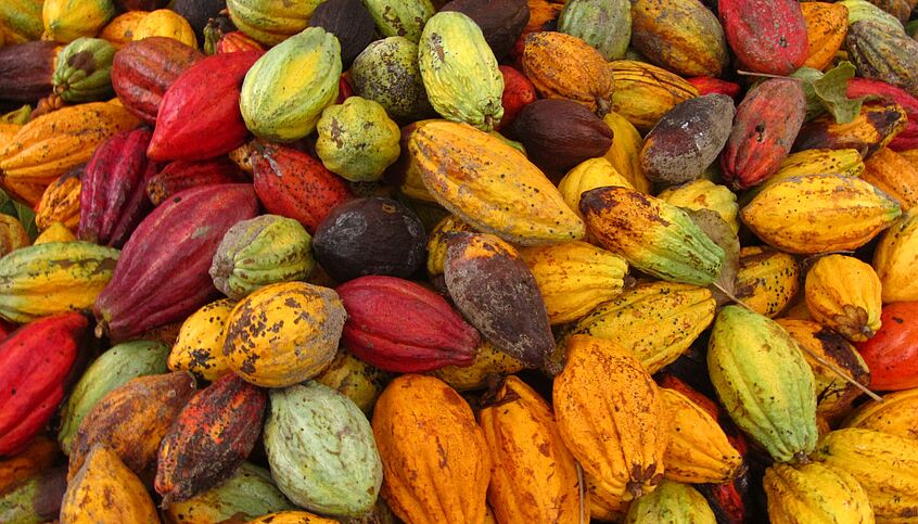 Foto von Kakaofrüchten