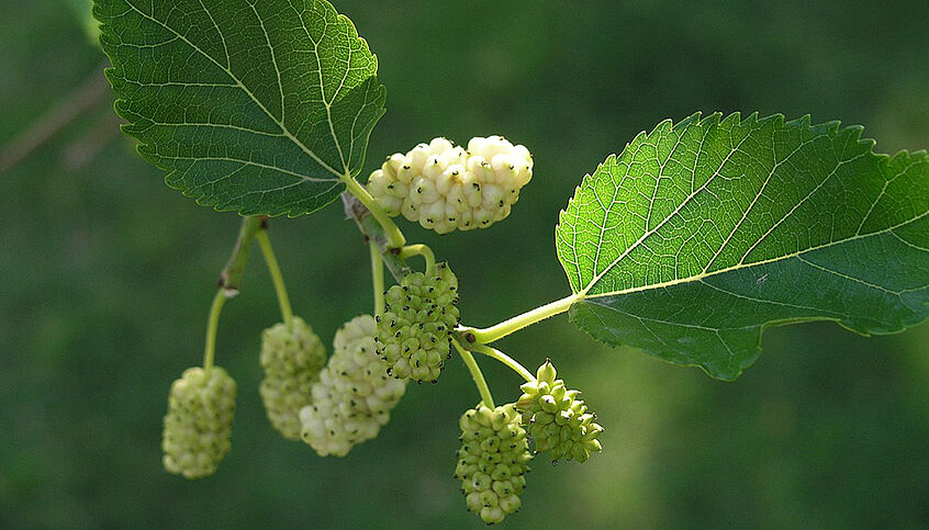 Ein Zweig mit zwei grünen, gezähnten Blättern und einigen Trauben kleiner, weißer Beeren.