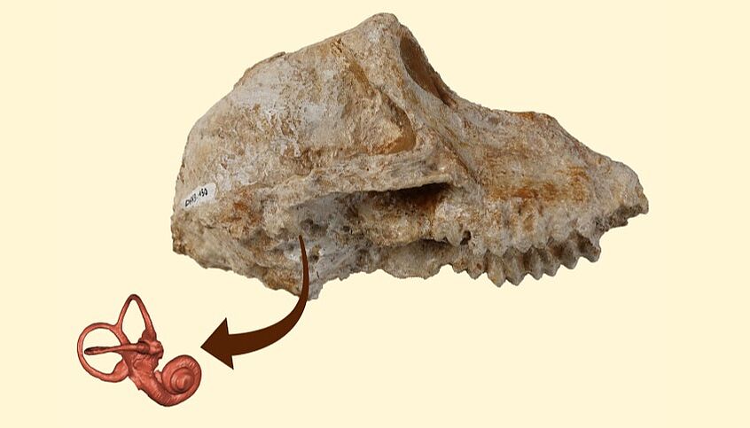 The bony molding of the inner ear was virtually reconstructed from X-ray images of a fossil skull from Greece, attributed to a young female of the primate species Paradolichopithecus aff. arvernensis