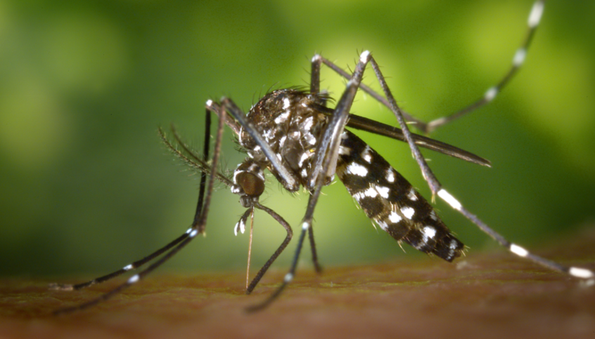 © Public Health Image Library/ James D. Gathany