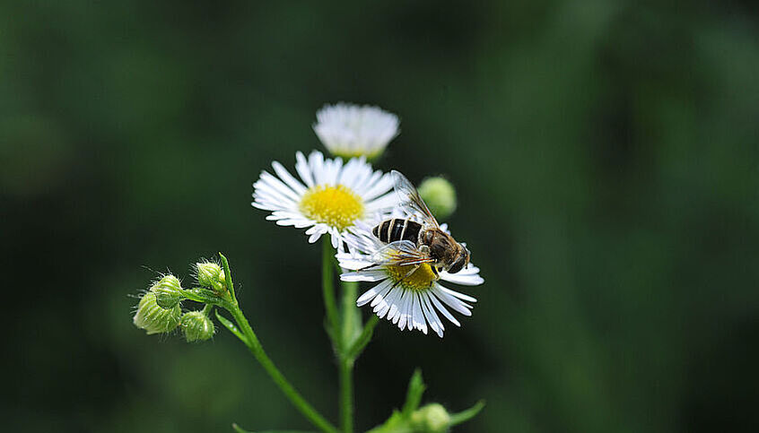 © BGUW_R. Hromniak Ein Gänseblümchen im Closeup.