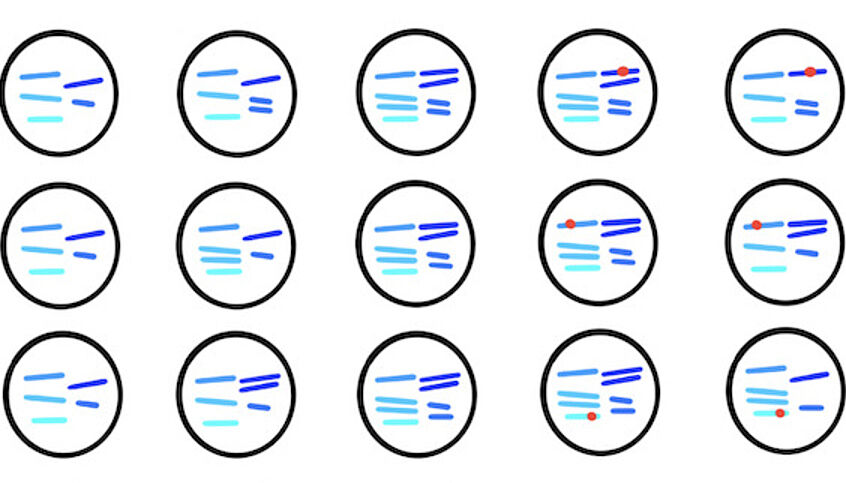 © Adapted from Clarke et al., The EMBO Journal 15 Kreise (die Hefezellen darstellen) mit verschieden gefärbten Stäbchen (die Chromosomen darstellen) in ihrem Inneren.